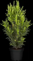 Taxus baccata (Venijnboom) - afbeelding 13