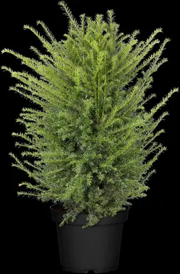Taxus baccata (Venijnboom) - afbeelding 20