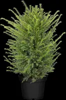 Taxus baccata (Venijnboom) - afbeelding 20