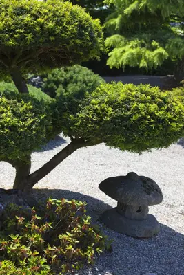 Taxus baccata (Venijnboom) - afbeelding 6