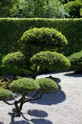Taxus baccata (Venijnboom) - afbeelding 8