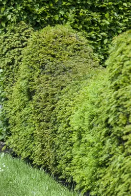 Taxus baccata (Venijnboom) - afbeelding 11