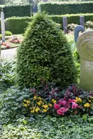 Taxus baccata (Venijnboom) - afbeelding 14