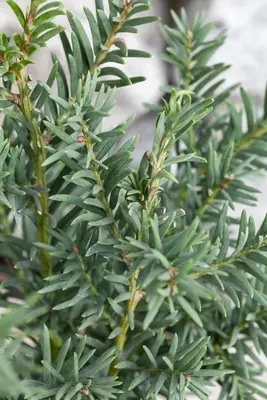 Taxus baccata (Venijnboom) - afbeelding 18