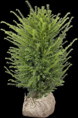 Taxus baccata (Venijnboom) - afbeelding 31