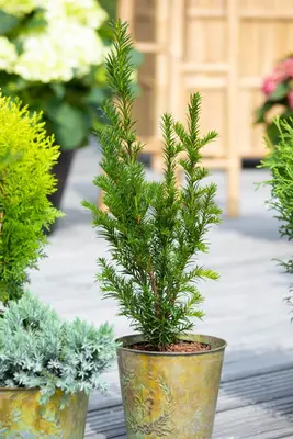 Taxus baccata (Venijnboom) - afbeelding 35