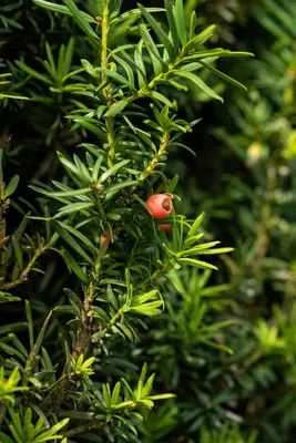 Taxus baccata (Venijnboom) - afbeelding 48