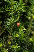 Taxus baccata (Venijnboom) - afbeelding 48