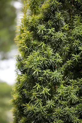 Taxus baccata (Venijnboom) - afbeelding 4