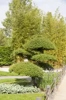 Taxus baccata (Venijnboom) - afbeelding 5
