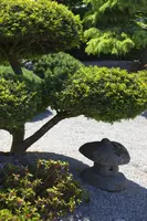 Taxus baccata (Venijnboom) - afbeelding 6