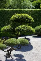 Taxus baccata (Venijnboom) - afbeelding 8
