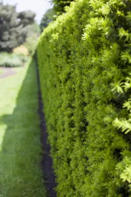 Taxus baccata (Venijnboom) - afbeelding 9