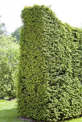 Taxus baccata (Venijnboom) - afbeelding 12