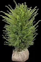 Taxus baccata (Venijnboom) - afbeelding 31