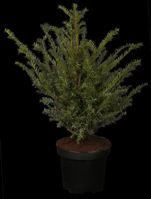 Taxus baccata (Venijnboom) - afbeelding 2
