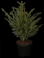 Taxus baccata (Venijnboom) - afbeelding 2