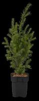Taxus baccata (Venijnboom) - afbeelding 39