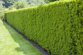 Taxus baccata (Venijnboom) - afbeelding 10