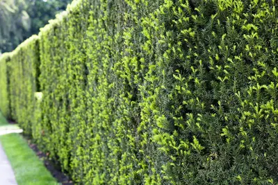 Taxus baccata (Venijnboom) - afbeelding 16