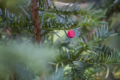 Taxus baccata (Venijnboom) - afbeelding 17