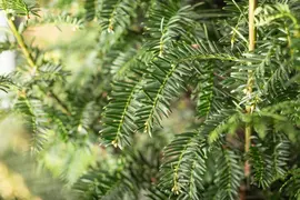 Taxus baccata (Venijnboom) - afbeelding 32