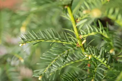 Taxus baccata (Venijnboom) - afbeelding 33