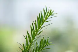 Taxus baccata (Venijnboom) - afbeelding 37