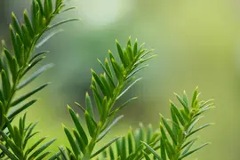 Taxus baccata (Venijnboom) - afbeelding 38