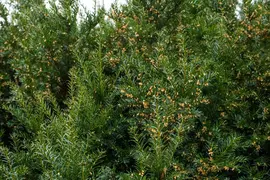 Taxus baccata (Venijnboom) - afbeelding 40