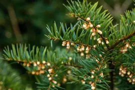 Taxus baccata (Venijnboom) - afbeelding 41