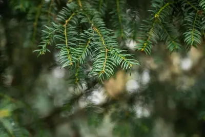 Taxus baccata (Venijnboom) - afbeelding 42