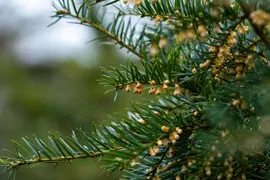 Taxus baccata (Venijnboom) - afbeelding 43