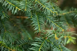 Taxus baccata (Venijnboom) - afbeelding 44