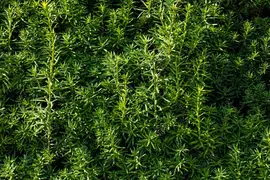 Taxus baccata (Venijnboom) - afbeelding 47
