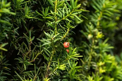 Taxus baccata (Venijnboom) - afbeelding 49