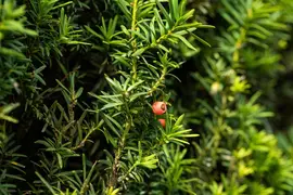 Taxus baccata (Venijnboom) - afbeelding 49