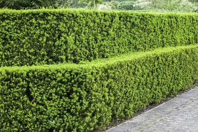 Taxus baccata (Venijnboom) - afbeelding 15