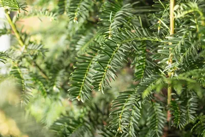 Taxus baccata (Venijnboom) - afbeelding 32