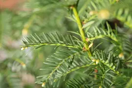 Taxus baccata (Venijnboom) - afbeelding 33