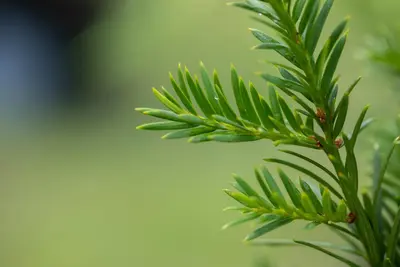 Taxus baccata (Venijnboom) - afbeelding 36