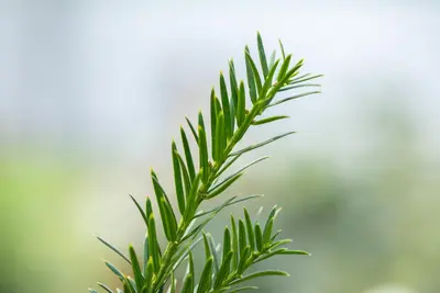 Taxus baccata (Venijnboom) - afbeelding 37
