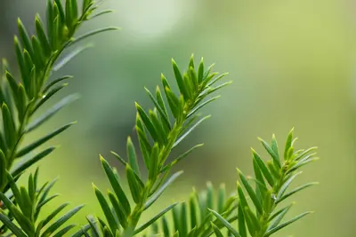 Taxus baccata (Venijnboom) - afbeelding 38