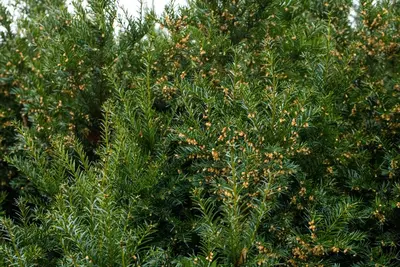 Taxus baccata (Venijnboom) - afbeelding 40