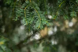 Taxus baccata (Venijnboom) - afbeelding 42