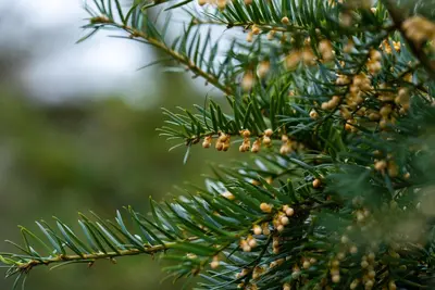 Taxus baccata (Venijnboom) - afbeelding 43