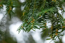 Taxus baccata (Venijnboom) - afbeelding 45