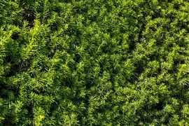 Taxus baccata (Venijnboom) - afbeelding 46