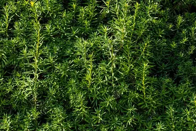 Taxus baccata (Venijnboom) - afbeelding 47