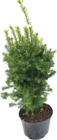 Taxus media 'hicksii' h60 - afbeelding 1